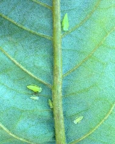 Potato Leafhopper Arrives Early In Chestnuts